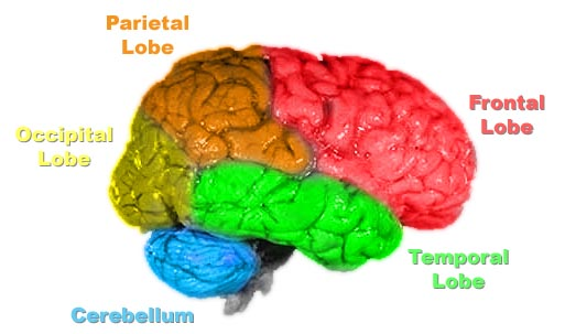 Human Brain 人脑_figure_1.png