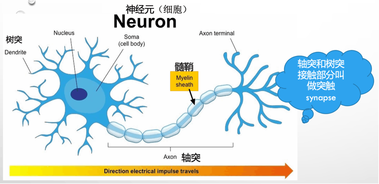 Neuron 神经元_figure_1.png